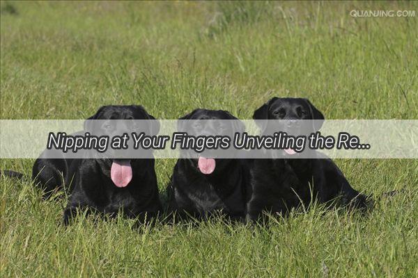 Nipping at Your Fingers Unveiling the Reasons Why Your Pooch Bites